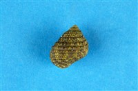 藏品(草蓆鐘螺)的圖片